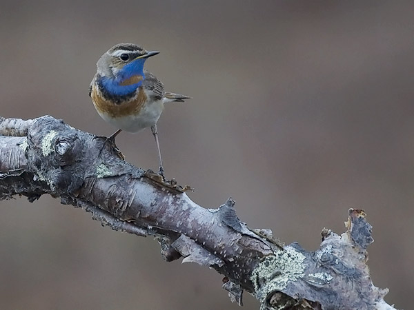 Sinirinta, Bluethroat, Luscinia svecica